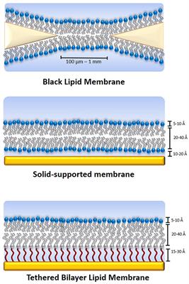 Tethered Membrane Architectures—Design and Applications